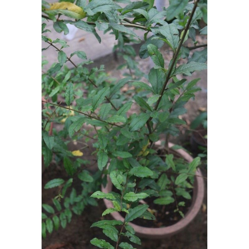 Pomegranate Fruit Tree - Savvy Gardens Centre