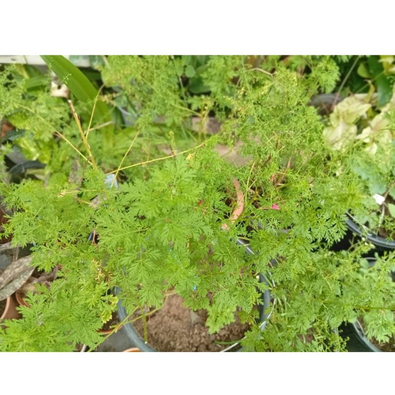 Potted Artemisia - Savvy Gardens Centre