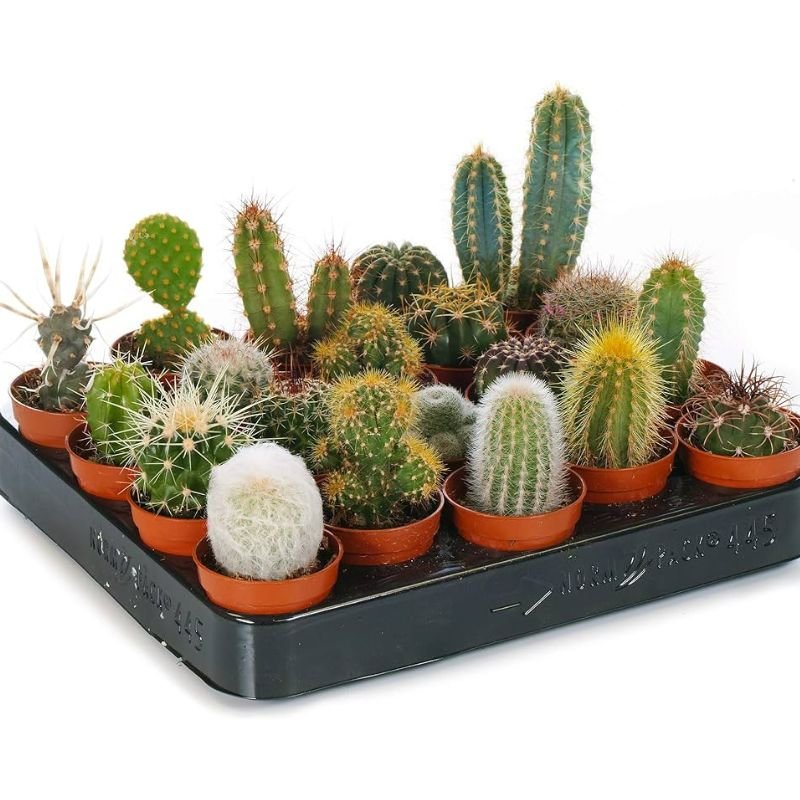 Potted Cactus Mix - Savvy Gardens Centre