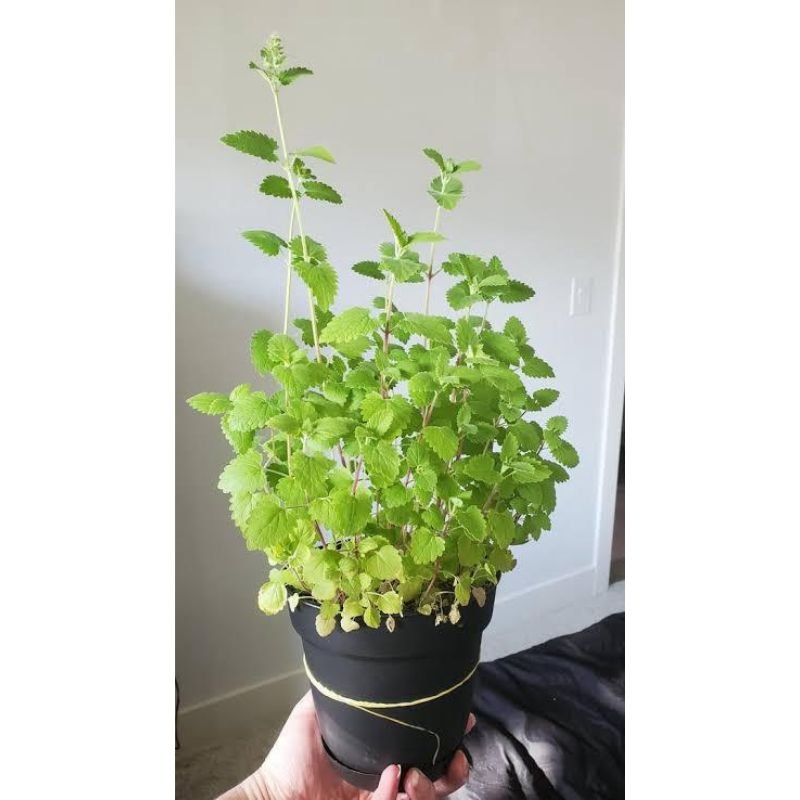 potted catnip plant Potted Catnip