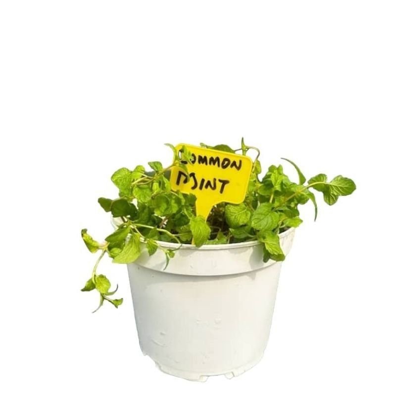 Potted Common Mint - Savvy Gardens Centre