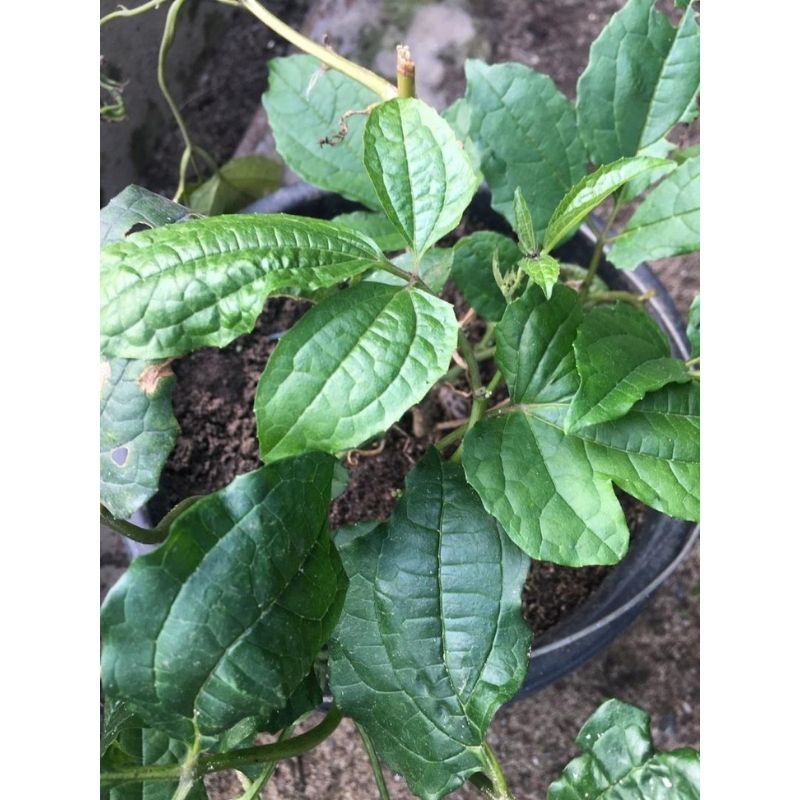 POTTED FLUTED PUMPKIN (UGWU) - Savvy Gardens Centre
