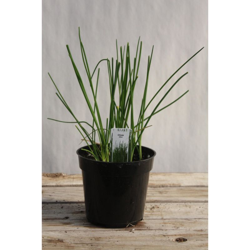 Potted Garlic Chives - Savvy Gardens Centre