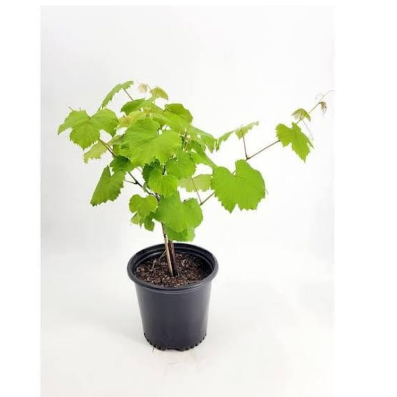 Potted Grapevine - Savvy Gardens Centre