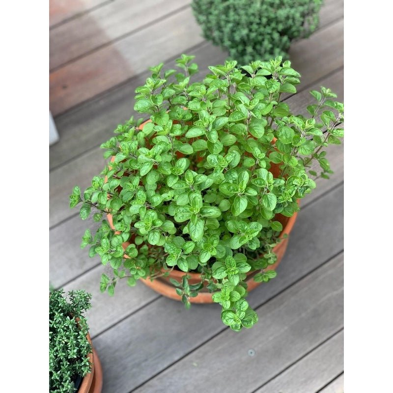 Potted Greek Oregano - Savvy Gardens Centre