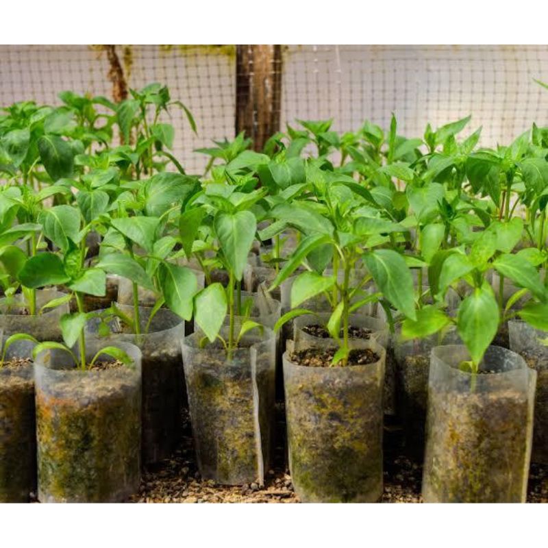 Potted Habanero pepper seedlings - Savvy Gardens Centre