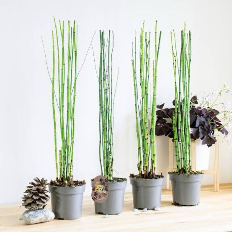 horsetail plant in pots Potted Horse Tail