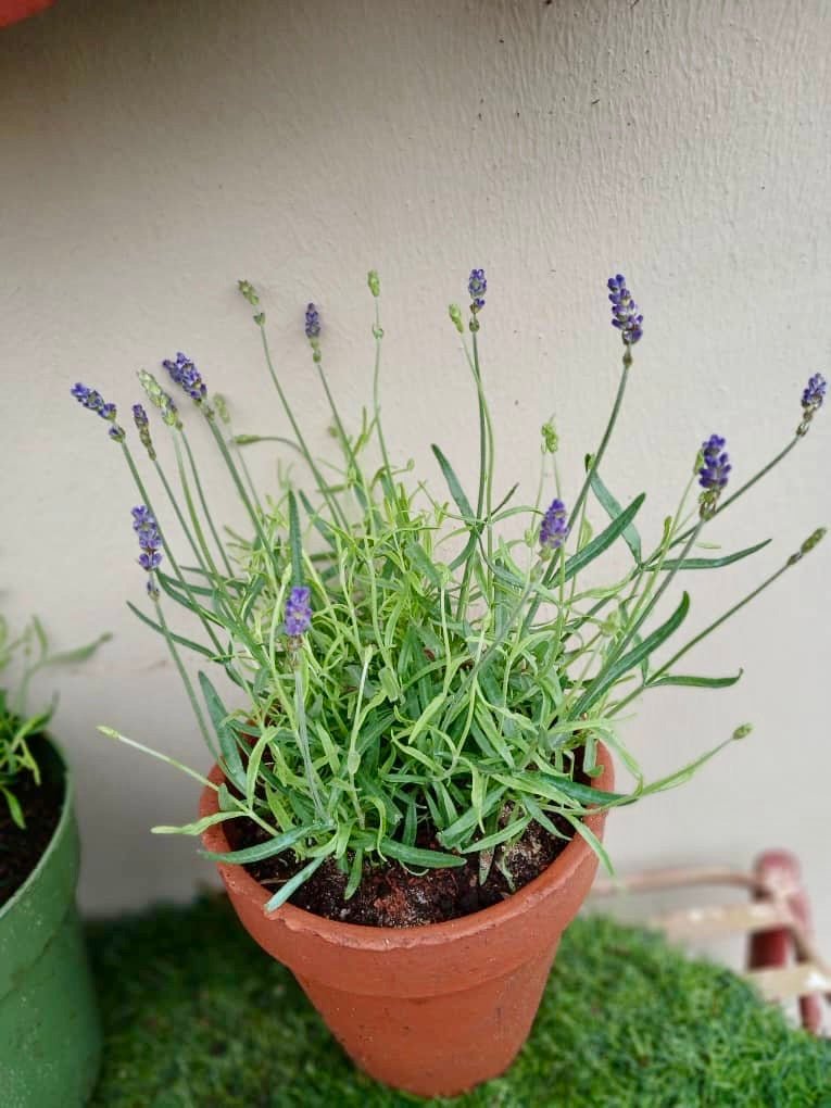 lavender plant in nigeria Potted Lavender