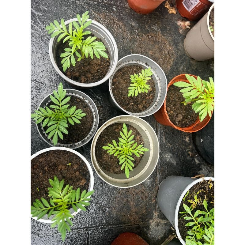 Potted Mini Marigold - Savvy Gardens Centre