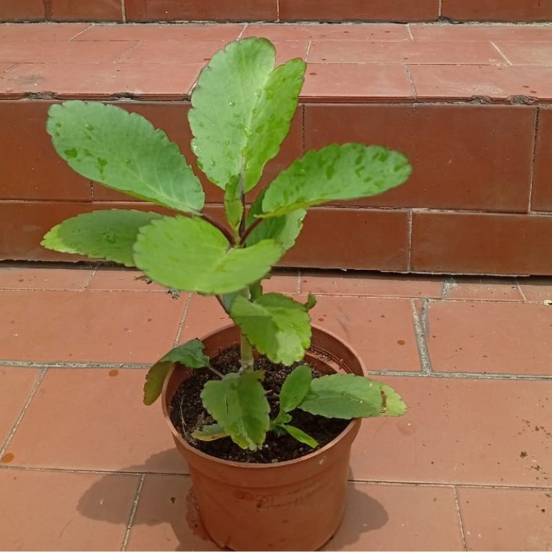 Potted Miracle Leaf - Life plant(Seedling) - Savvy Gardens Centre
