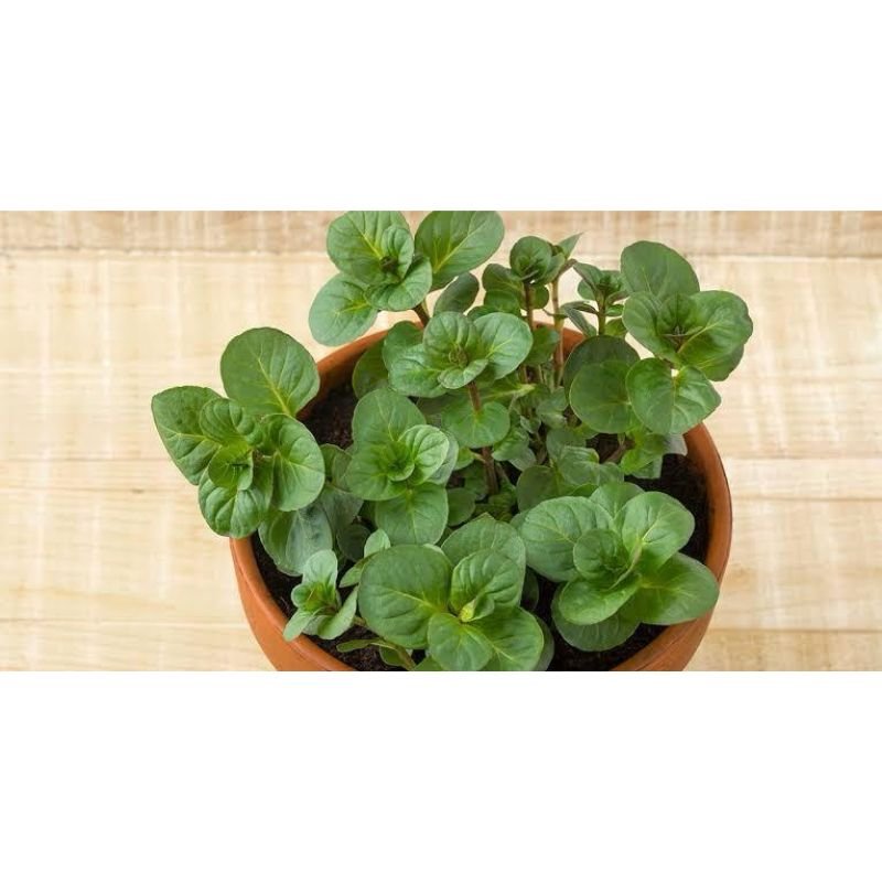 Potted Orange Mint - Savvy Gardens Centre
