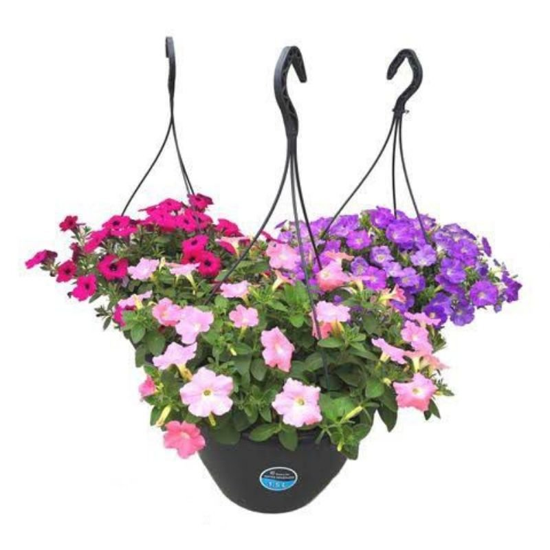 Potted Petunias - Savvy Gardens Centre