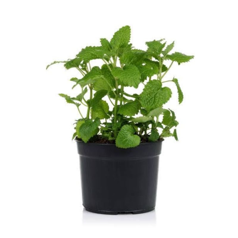 Potted Spear Mint - Savvy Gardens Centre