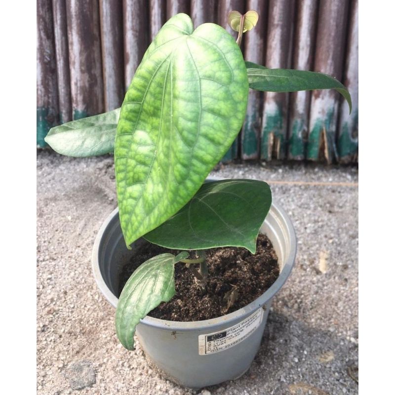 Potted Uziza - Savvy Gardens Centre