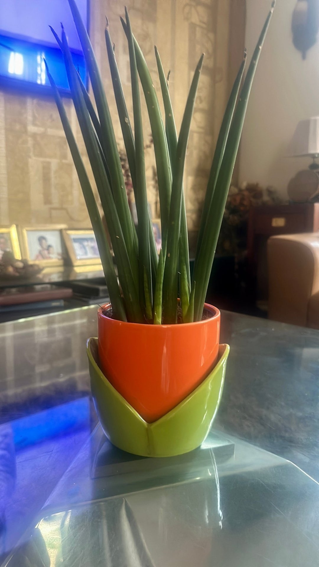 Sansevieria Cylindrica - Savvy Gardens Centre