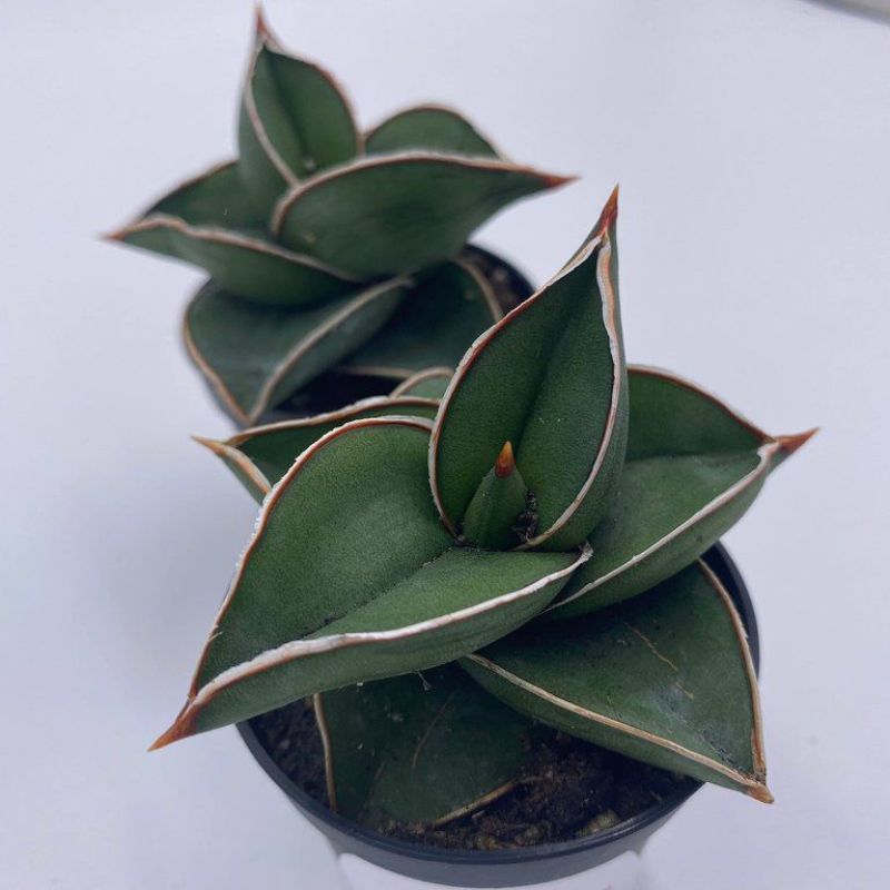 Sansevieria Samurai Dwarf 14cm - Savvy Gardens Centre