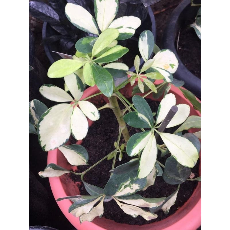 Schefflera Variegata - Savvy Gardens Centre