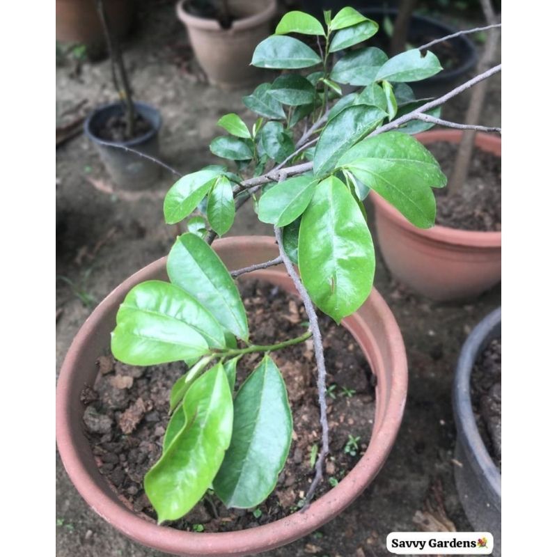 Soursop Fruit Tree - Savvy Gardens Centre