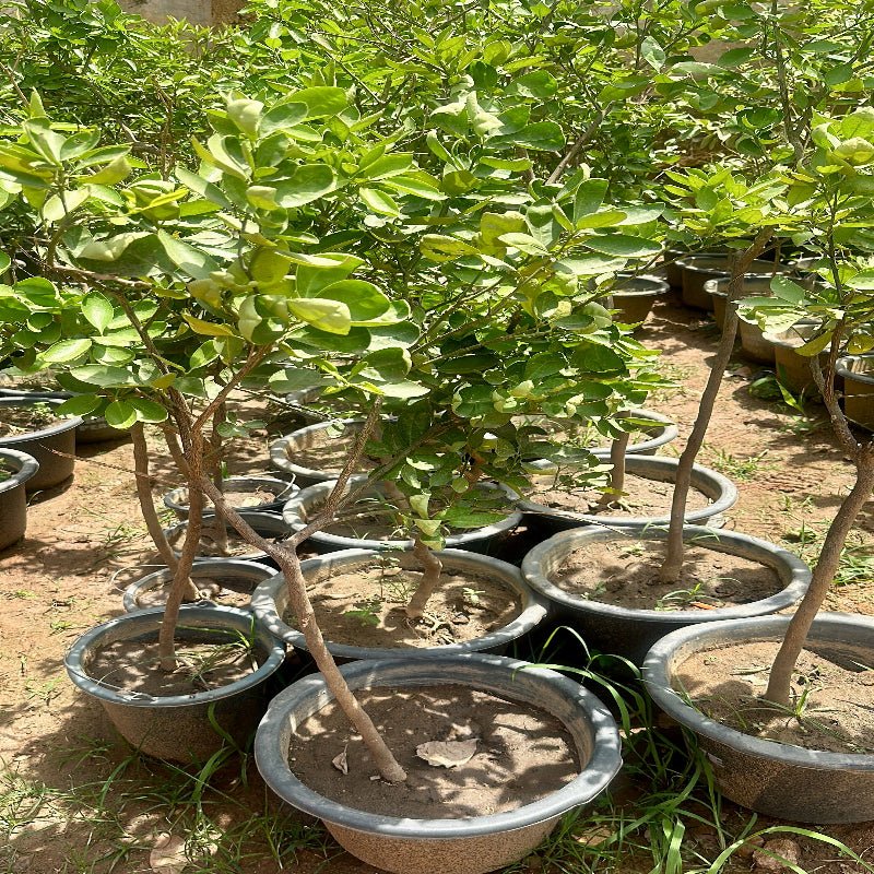 Tangelo Fruit Tree (Grafted) - Savvy Gardens Centre