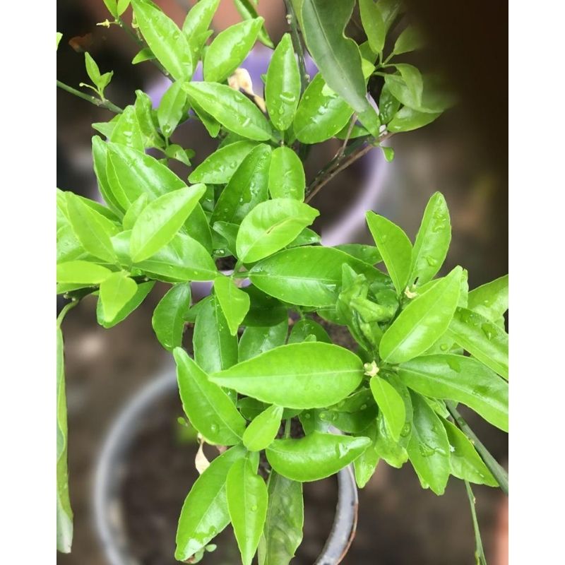 Tangerine Fruit Tree - Savvy Gardens Centre