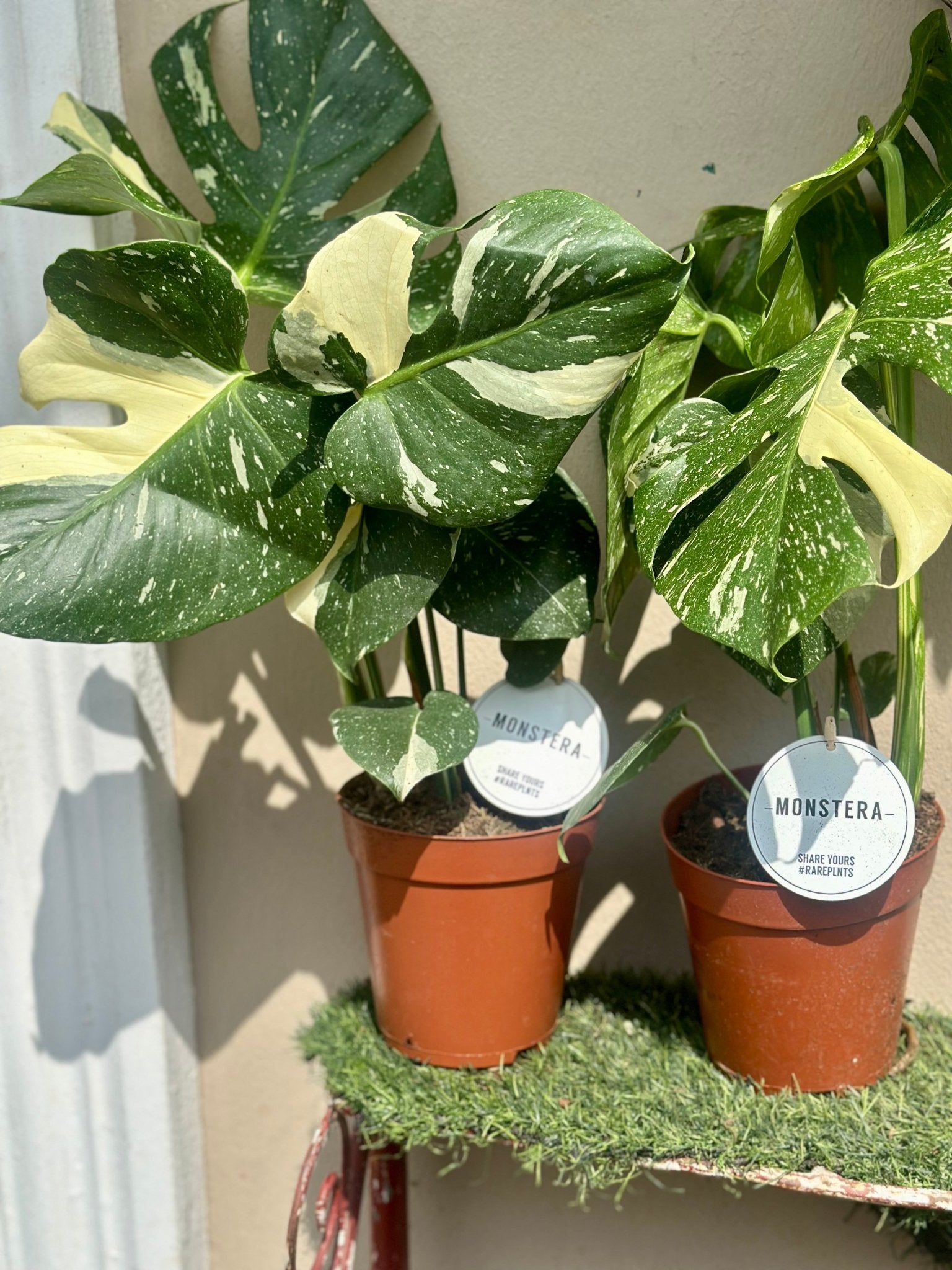 monstera deliciosa thai constellation variegated Thai Constellation Variegated Monstera Deliciosa