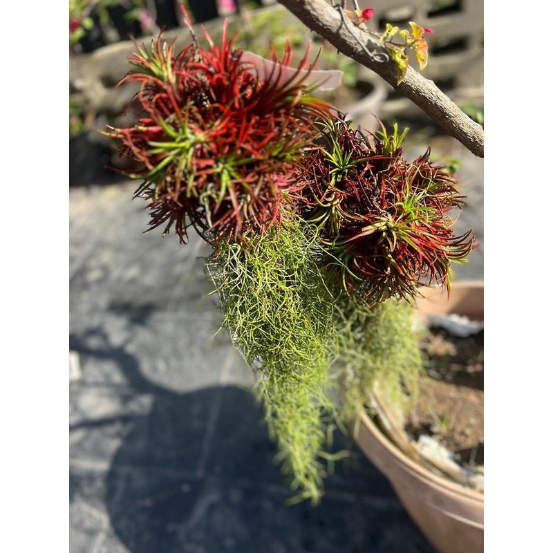 air plant in the philippines Tillandsia (Air Plant) – Savvy Gardens Centre