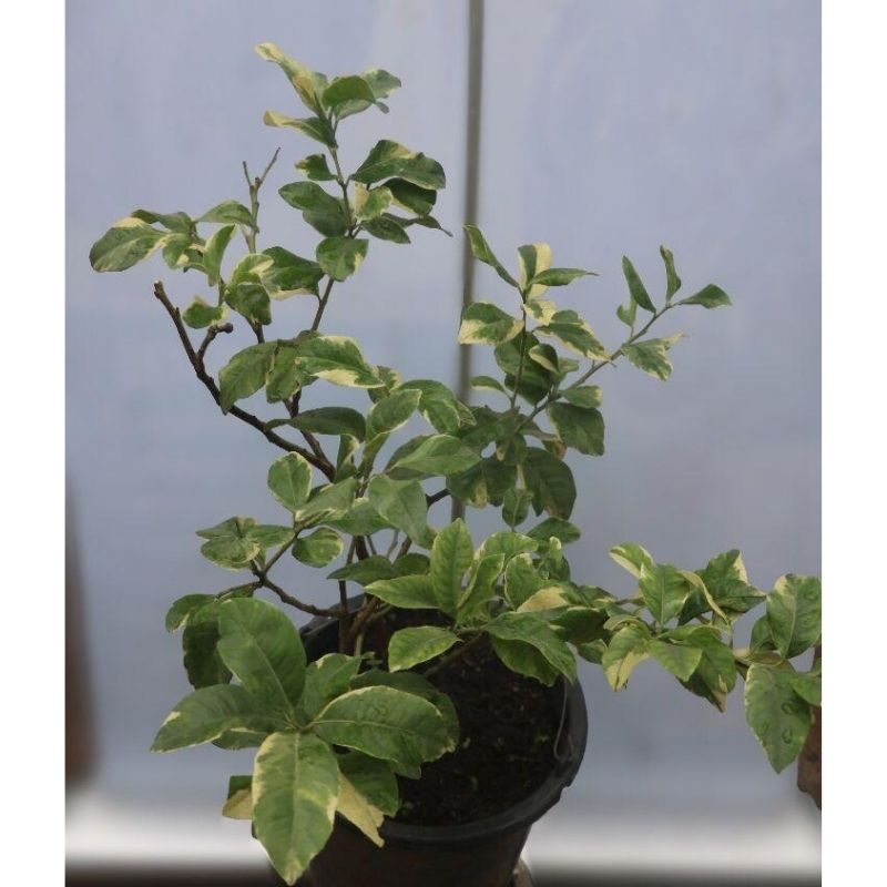 Variegated Lime Fruit Tree - Savvy Gardens Centre