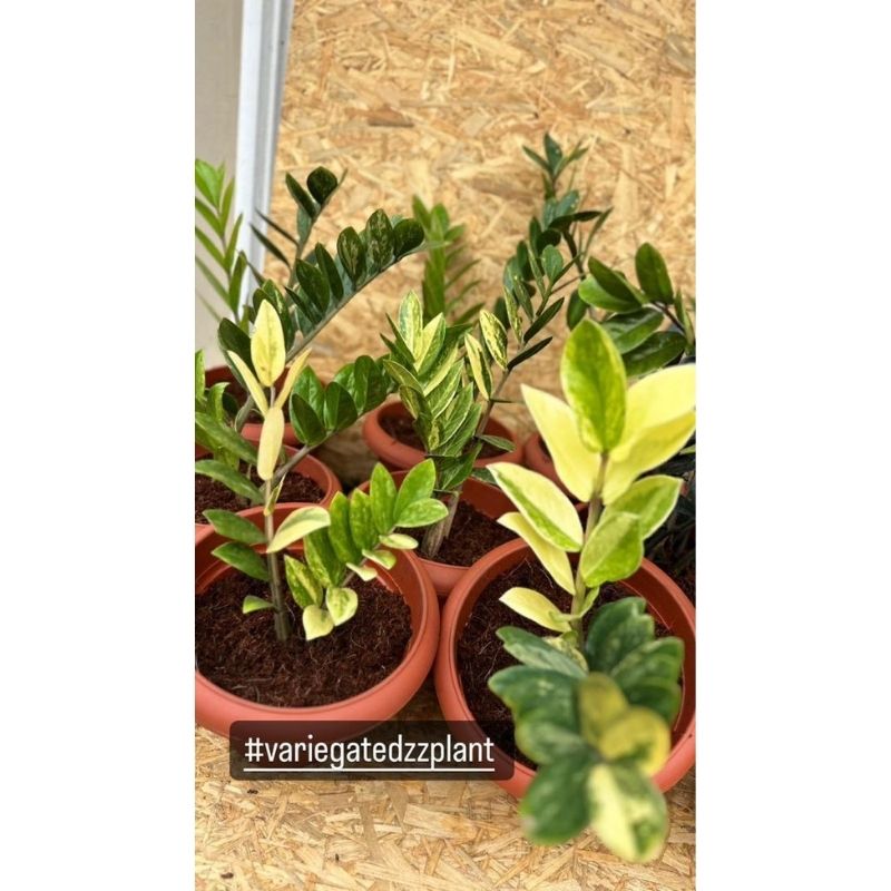 Variegated Zz Plant - Savvy Gardens Centre
