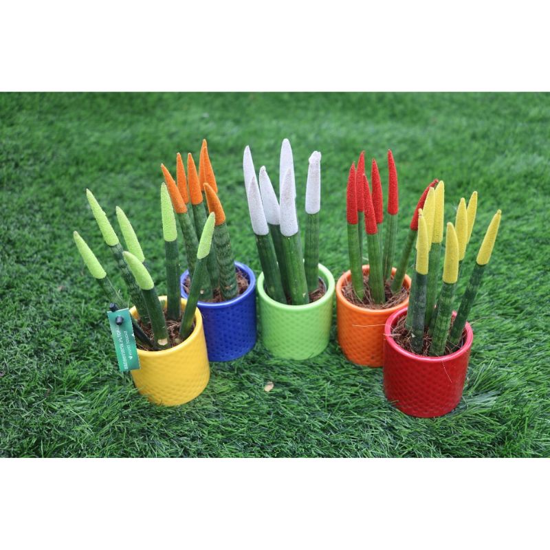 sansevieria velvet touch plants Velvet Touch Sansevieria