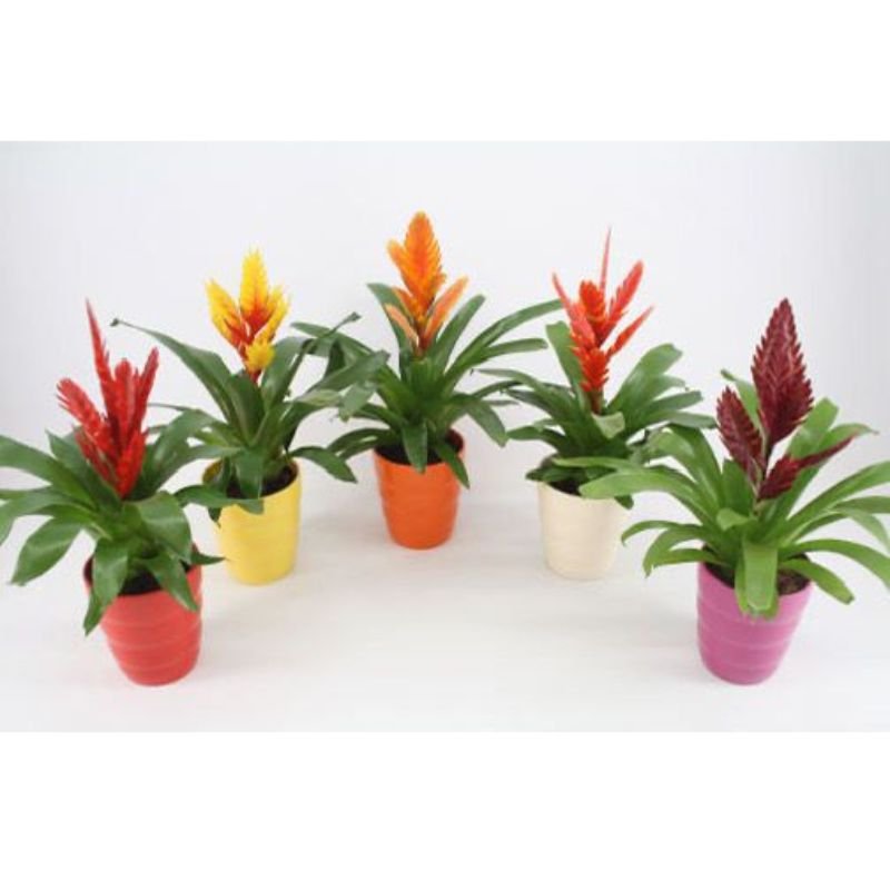 Vriesea Twinkle Red (Bromeliad) - Savvy Gardens Centre
