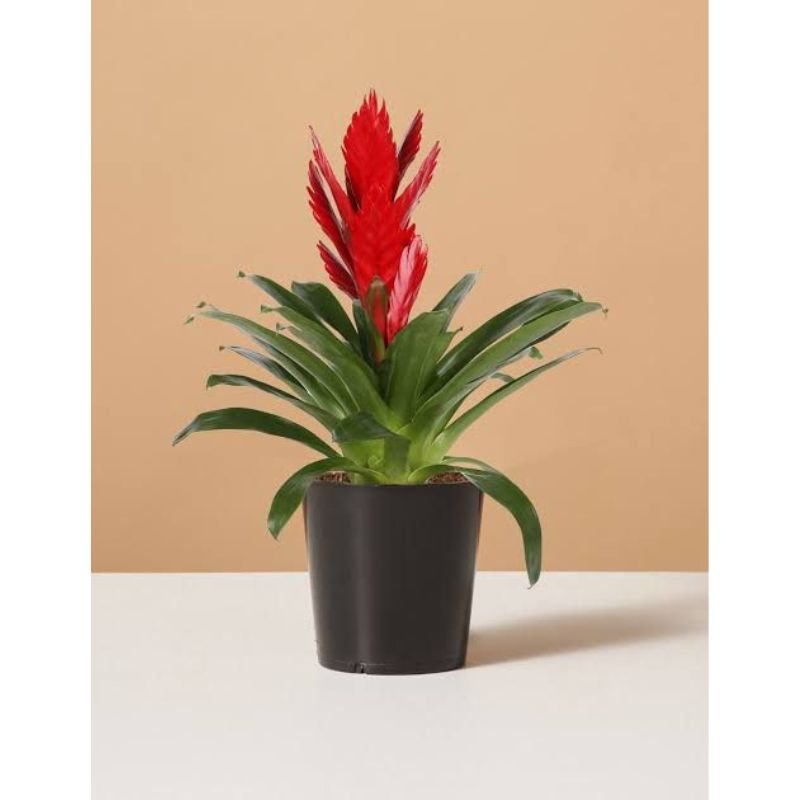 Vriesea Twinkle Red (Bromeliad) - Savvy Gardens Centre