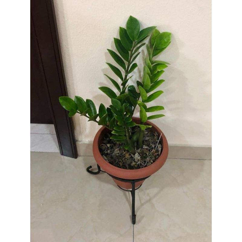 zz plant philippines Zamioculcas Zamiifolia (Zz) Indoor Potted Plant
