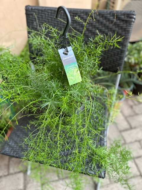 Asparagus Fern Hanging pot 30cm - LGC