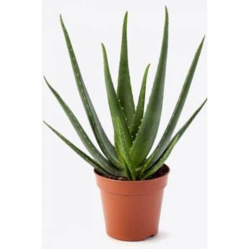 POTTED ALOE VERA - Savvy Gardens Centre