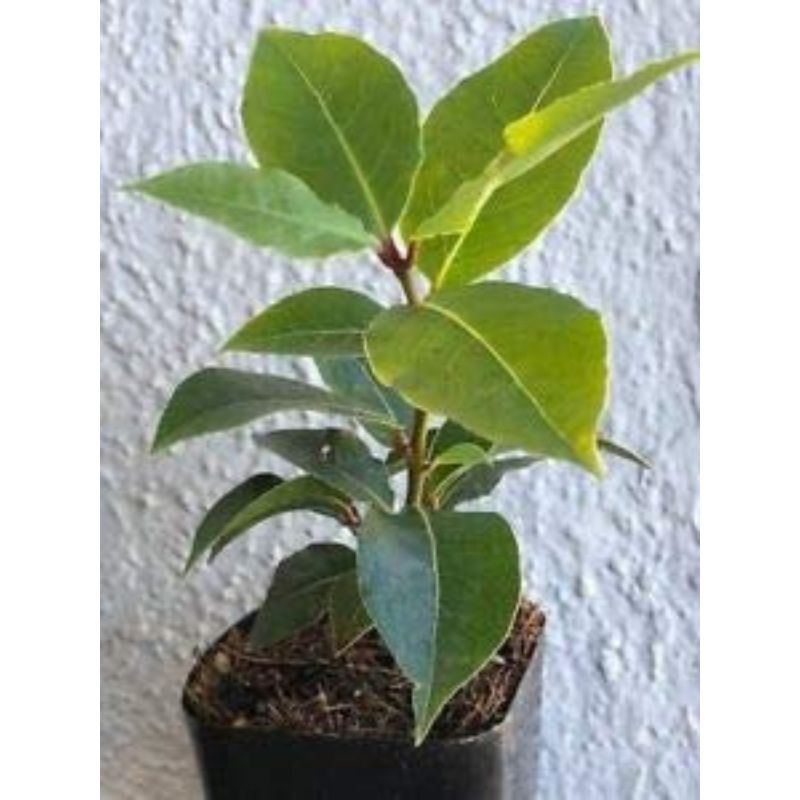 POTTED BAY LEAVES - Savvy Gardens Centre