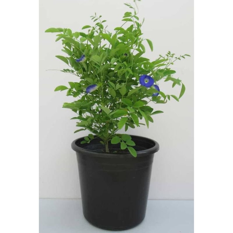 butterfly pea plant in pot Potted Butterfly Pea