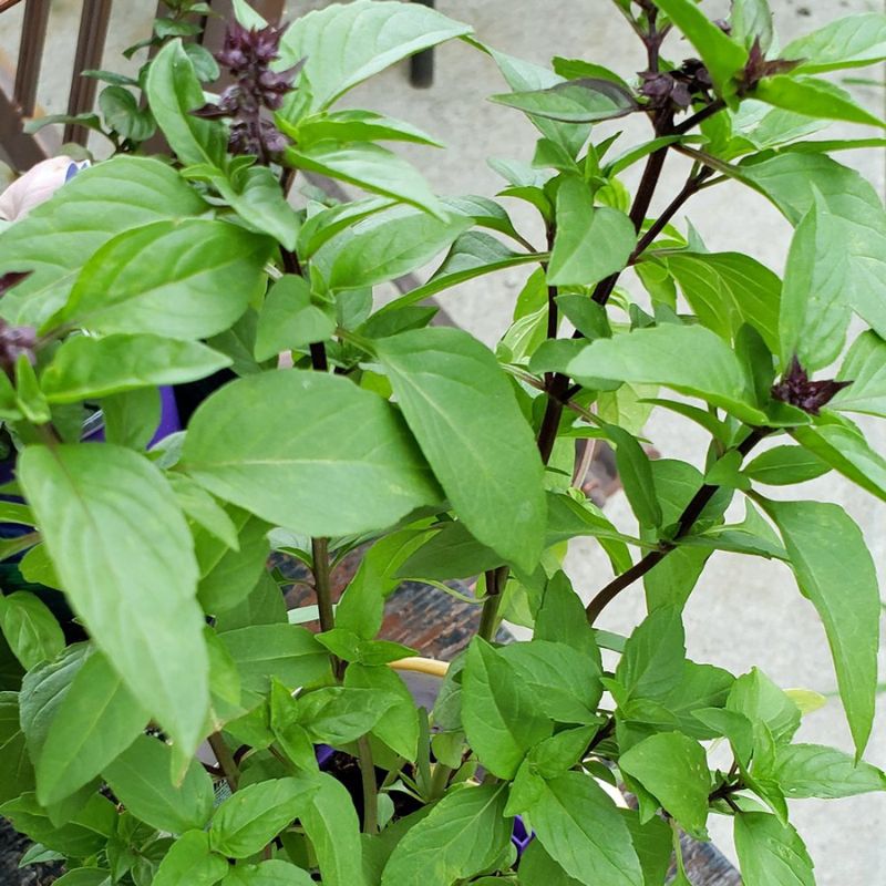 POTTED CINNAMON BASIL - Savvy Gardens Centre