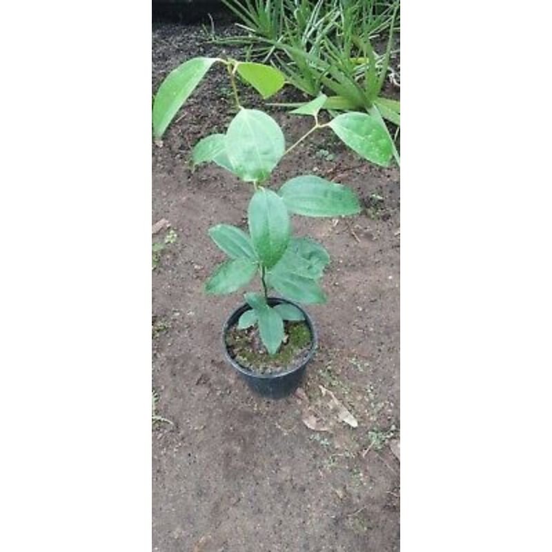 POTTED CINNAMON TREE SEEDLING - Savvy Gardens Centre