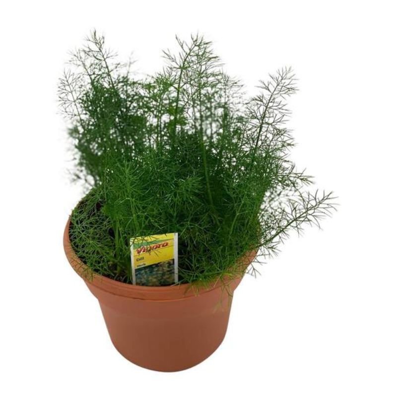 POTTED DILL - Savvy Gardens Centre