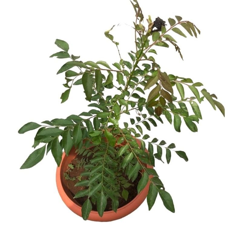 Potted Sweet Neem (Indian Curry). - Savvy Gardens Centre