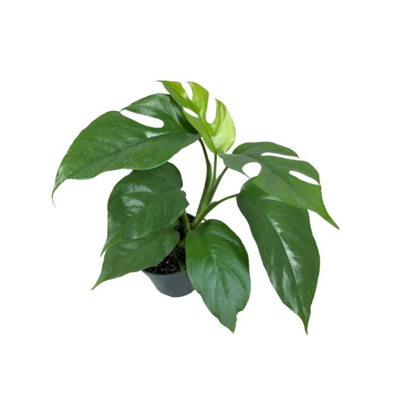 Rhaphidophora Tetrasperma-Mini-Monstera - Savvy Gardens Centre