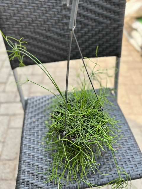 rhipsalis potting mix Rhipsalis Hanging pot mix 30cm