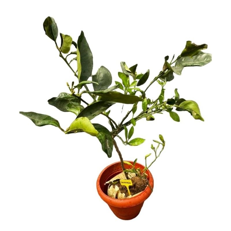 Sweet Orange Seedlings - Savvy Gardens Centre