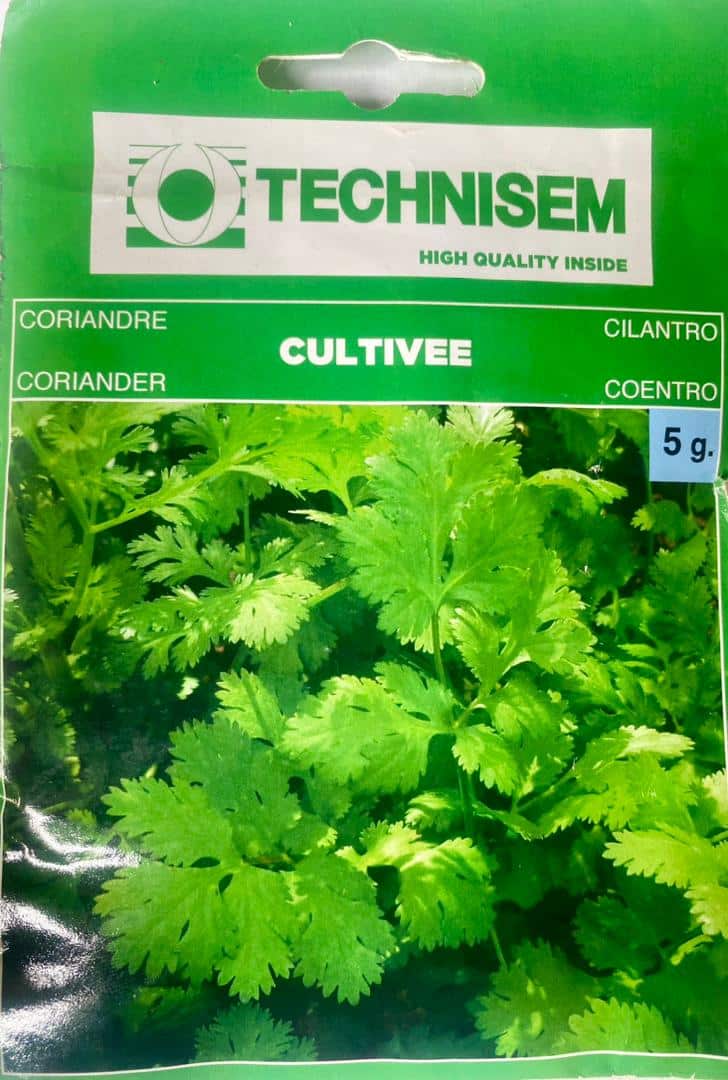 Technisem Coriander Cultivee Seeds - LGC