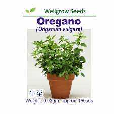Wellgrow Oregano Seeds - LGC