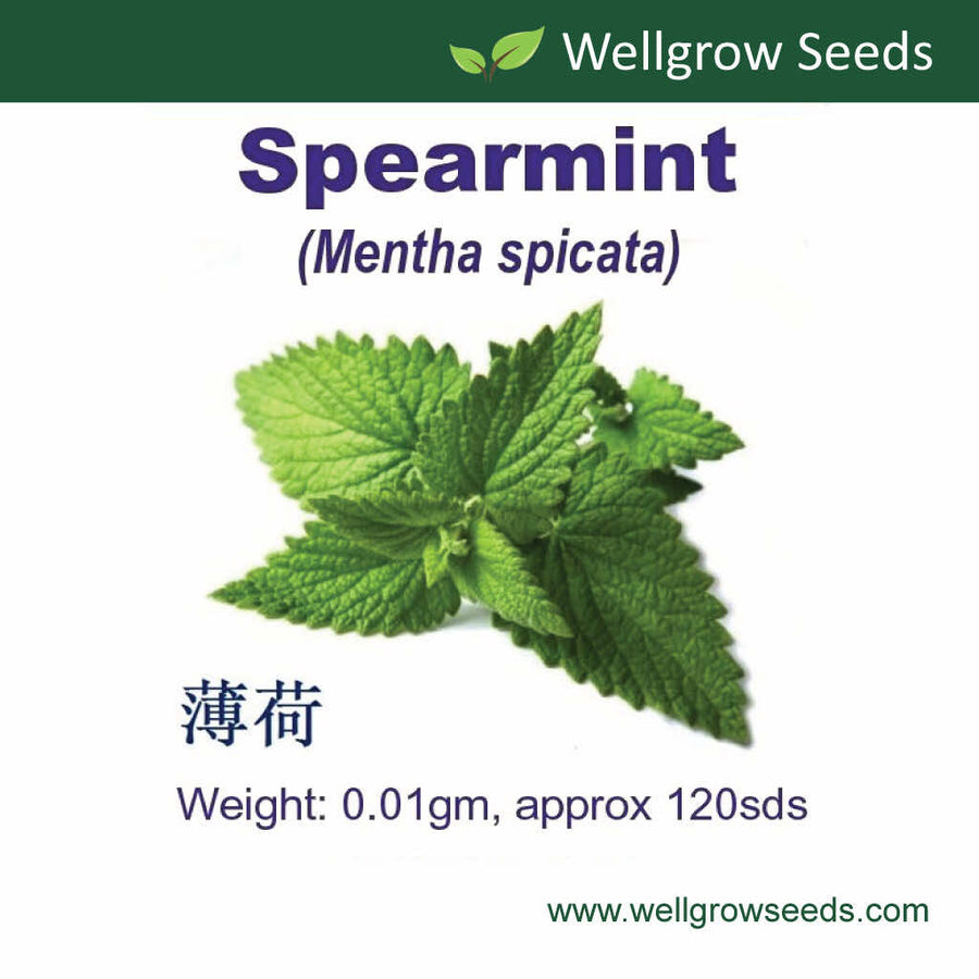 Wellgrow Spearmint Seeds - LGC