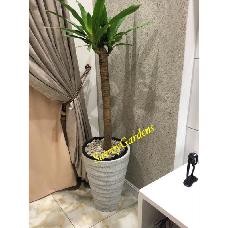 Yucca Plant 2Ft - Savvy Gardens Centre