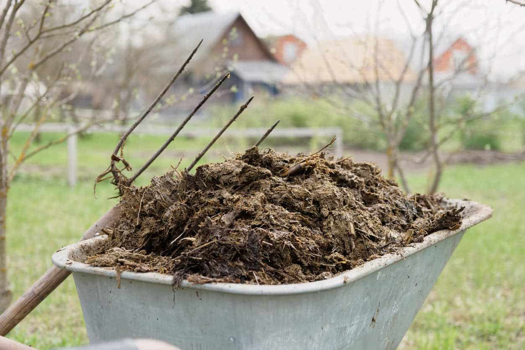 Compost vs Manure - Savvy Gardens Centre