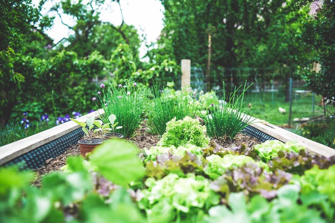 Gardening with Nature - Savvy Gardens Centre