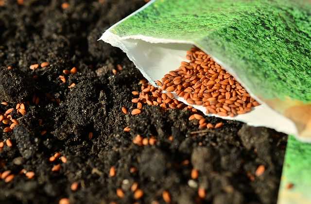 Seed Storage Tips - Savvy Gardens Centre